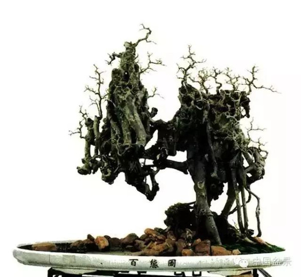 台湾盆景欣赏与盆友感言