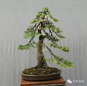 意大利罗马侧柏盆景养护故事