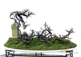 盆景精品,贵在提高盆景文化层次!