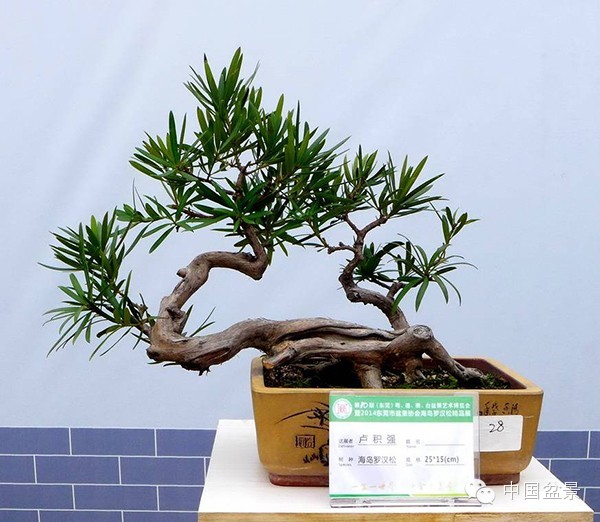 影响盆景制作的十种倾向