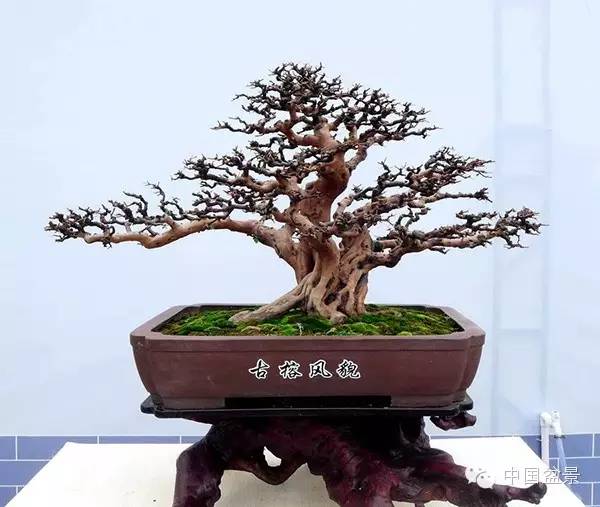 影响盆景制作的十种倾向