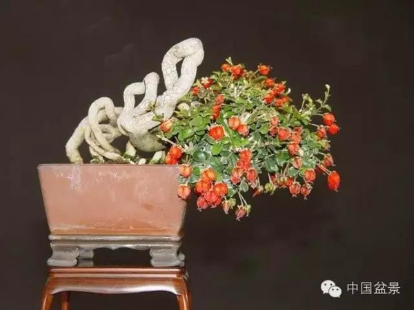 影响盆景制作的十种倾向