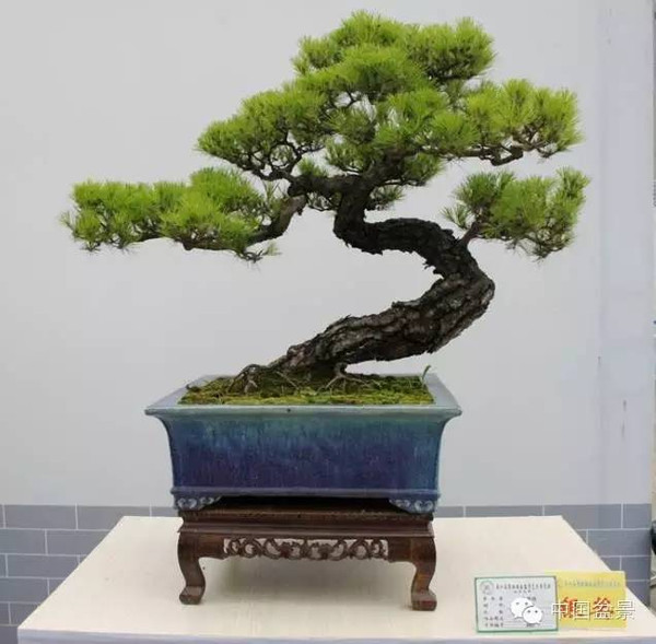 影响盆景制作的十种倾向