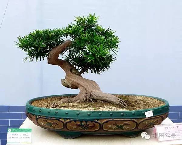 影响盆景制作的十种倾向