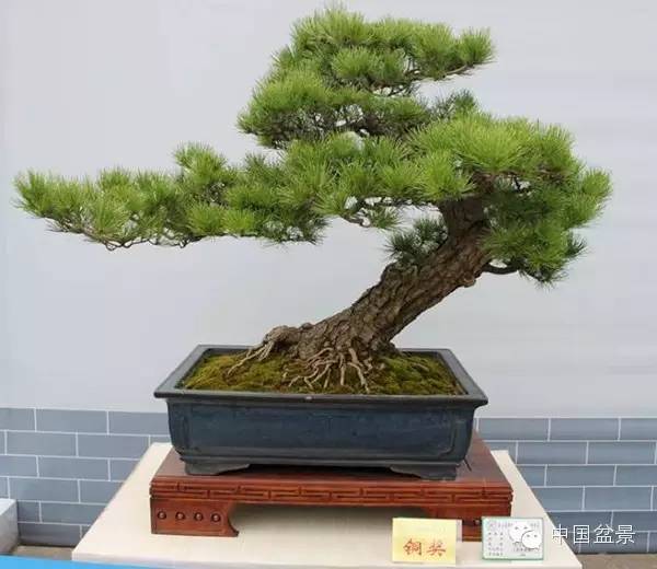 影响盆景制作的十种倾向