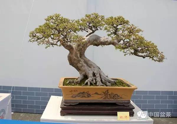 影响盆景制作的十种倾向