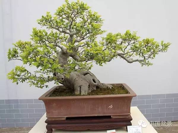 影响盆景制作的十种倾向