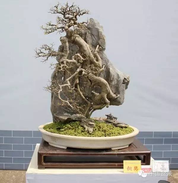 影响盆景制作的十种倾向