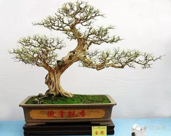 蓬山此去无多路(咏盆景二首)