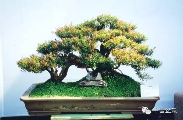 蓬山此去无多路(咏盆景二首)