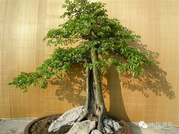 蓬山此去无多路(咏盆景二首)