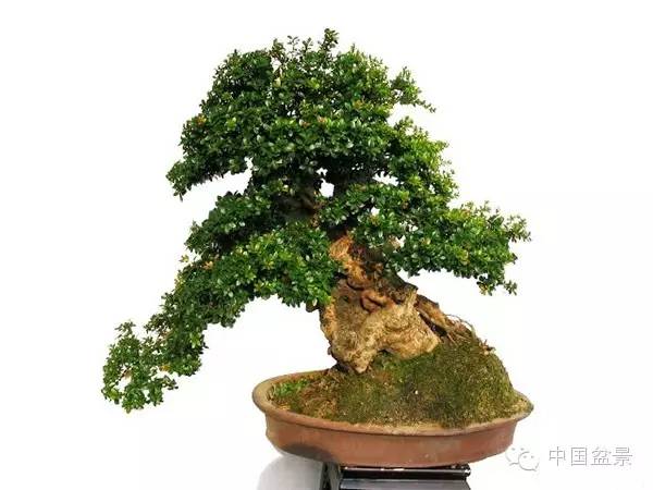 蓬山此去无多路(咏盆景二首)