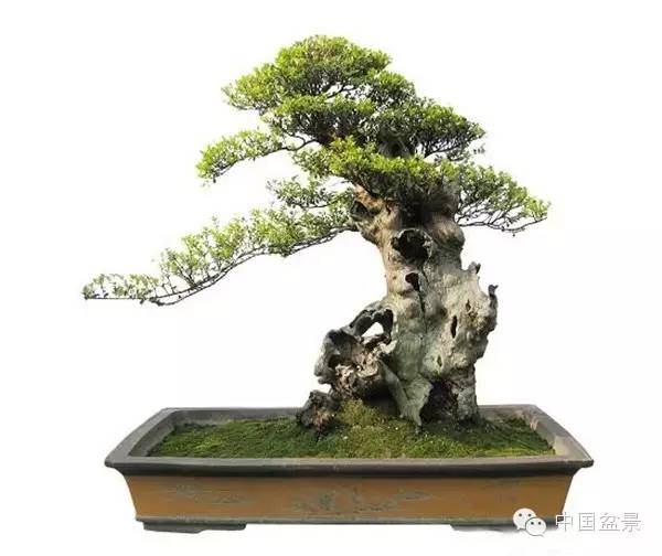 蓬山此去无多路(咏盆景二首)