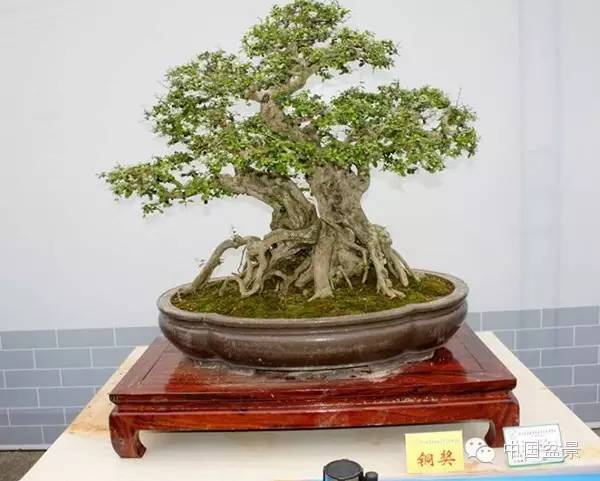 学习盆景制作 感受自然之美