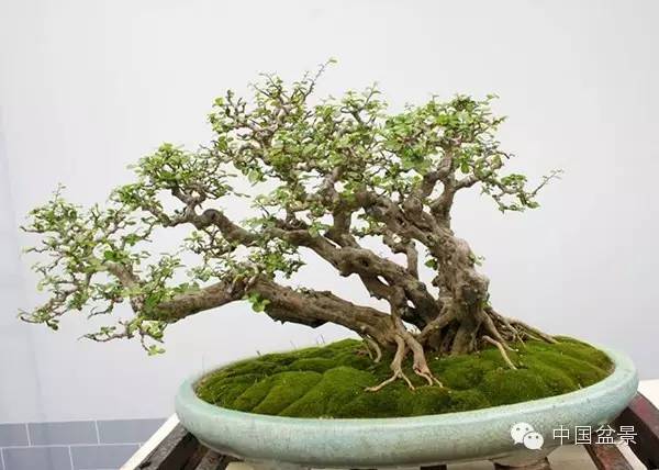 学习盆景制作 感受自然之美