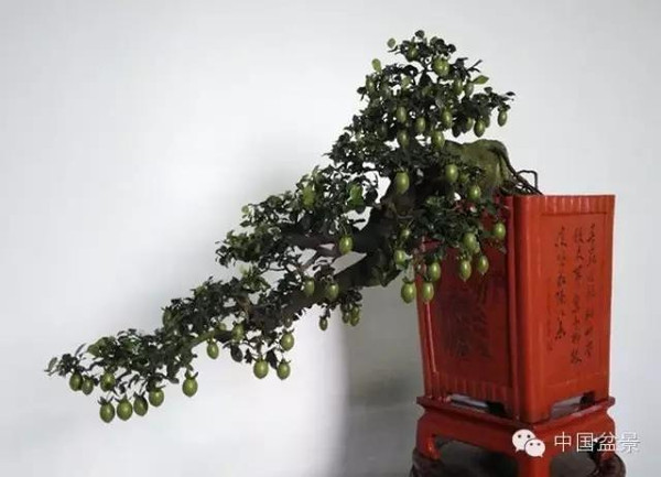 学习盆景制作 感受自然之美