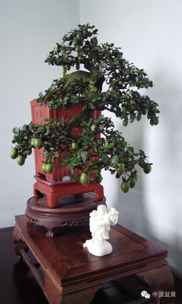 学习盆景制作 感受自然之美