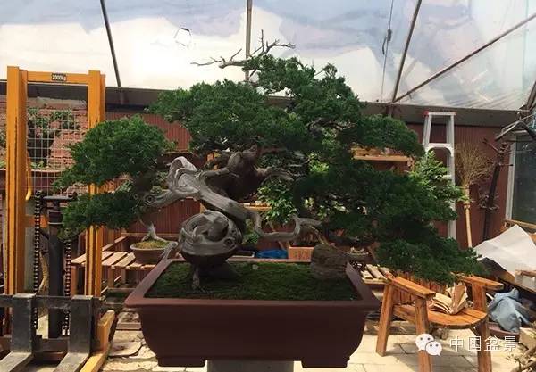 学习盆景制作 感受自然之美