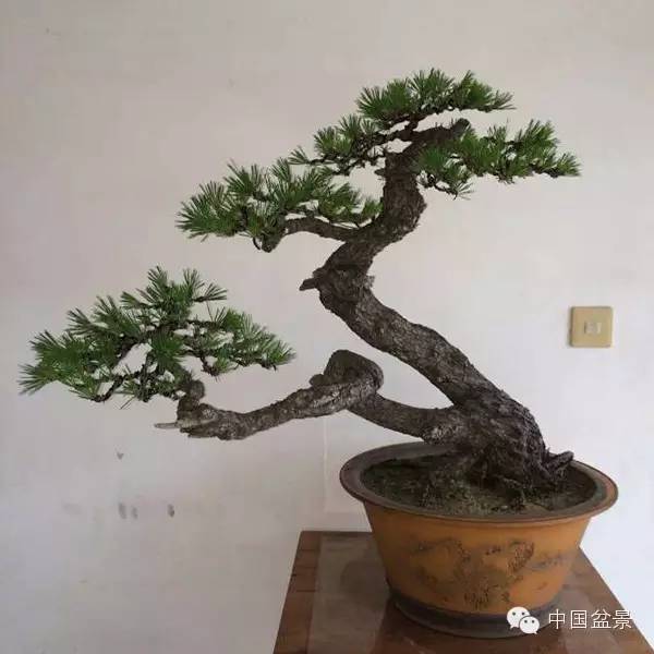 学习盆景制作 感受自然之美