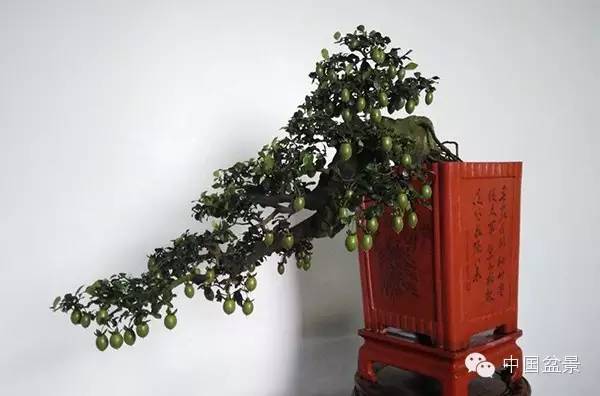 学习盆景制作 感受自然之美