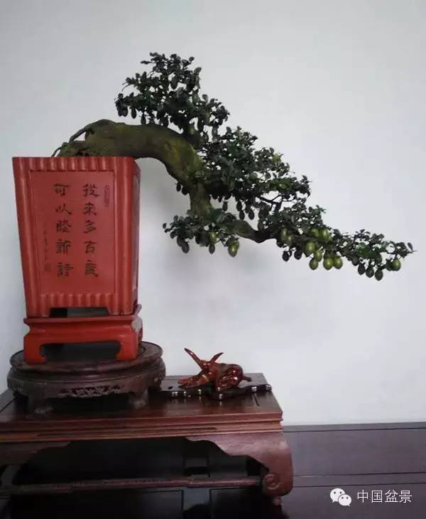 学习盆景制作 感受自然之美