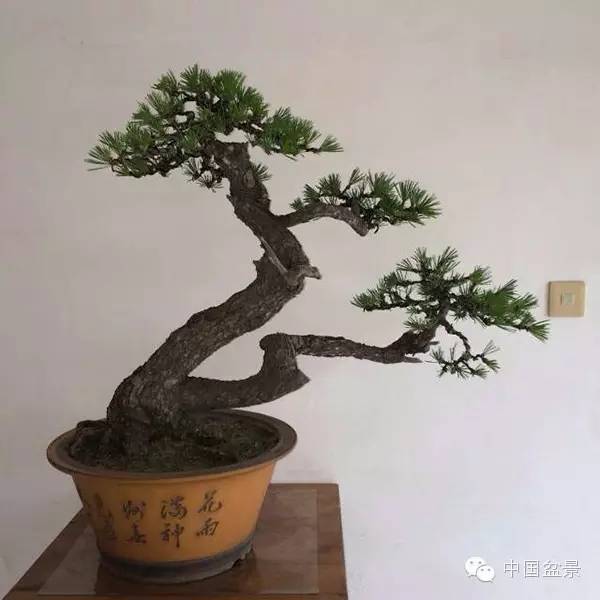 学习盆景制作 感受自然之美