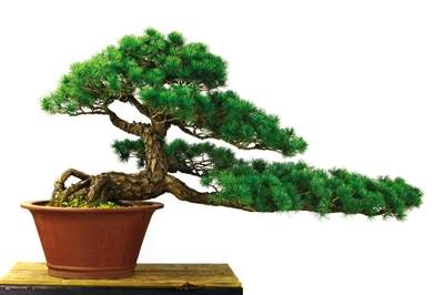 温州民营红欣盆景艺术博物馆