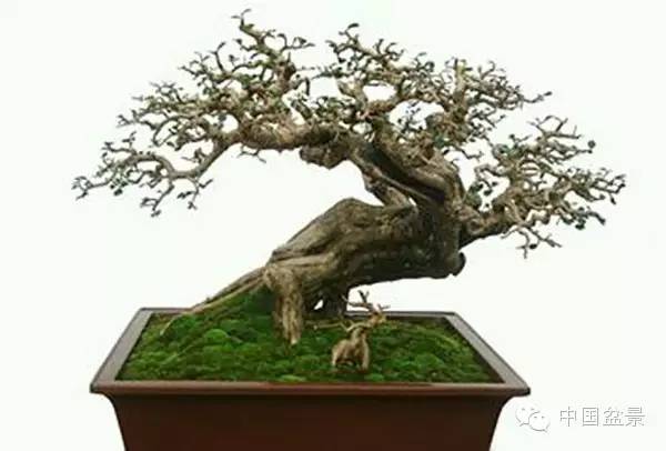 连明良先生(左一)与国际盆景协会领导人合影