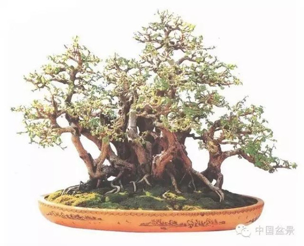 连明良先生(左一)与国际盆景协会领导人合影