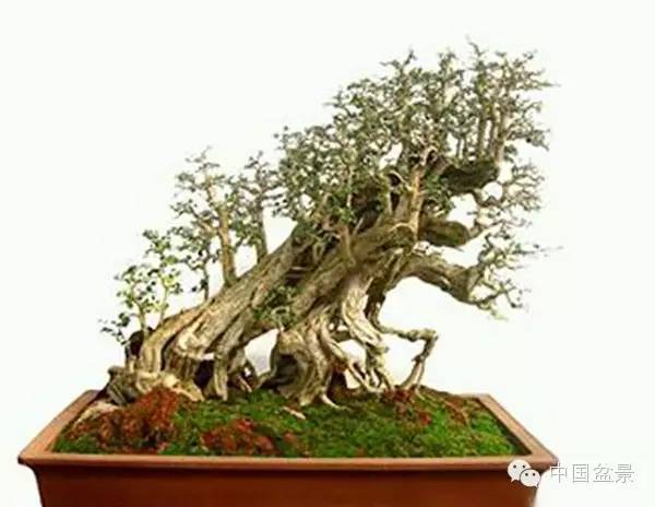 连明良先生(左一)与国际盆景协会领导人合影