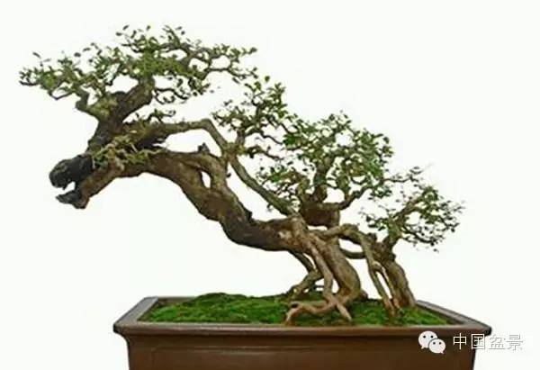 连明良先生(左一)与国际盆景协会领导人合影