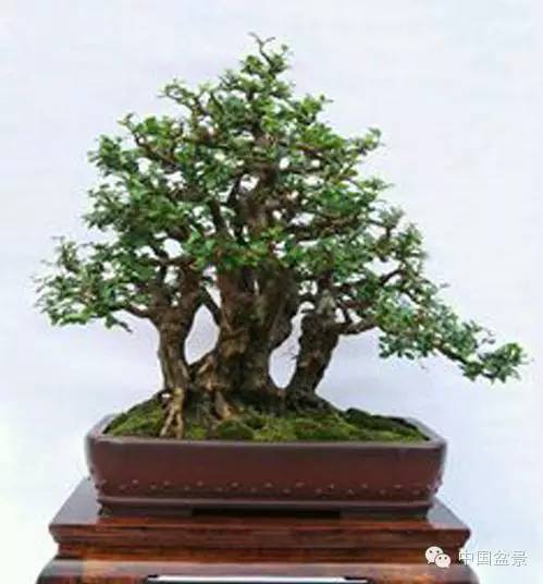 连明良先生(左一)与国际盆景协会领导人合影