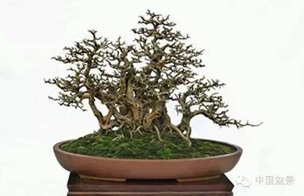 连明良先生(左一)与国际盆景协会领导人合影