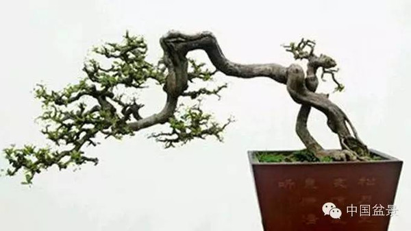 连明良先生(左一)与国际盆景协会领导人合影