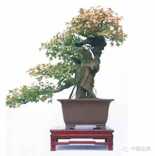 中国盆景艺术大师应国平先生盆景艺术佳作鉴赏