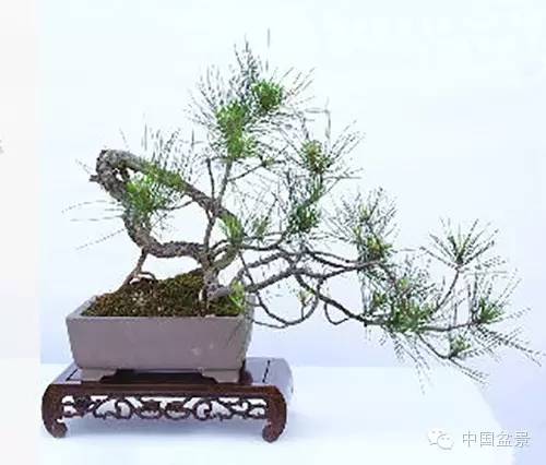 中国盆景艺术大师应国平先生盆景艺术佳作鉴赏