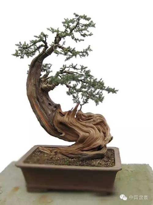 中国盆景艺术大师应国平先生盆景艺术佳作鉴赏