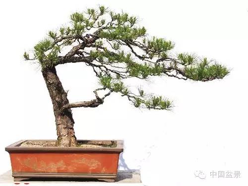 中国盆景艺术大师应国平先生盆景艺术佳作鉴赏