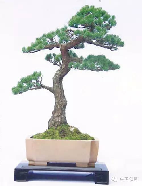 中国盆景艺术大师应国平先生盆景艺术佳作鉴赏