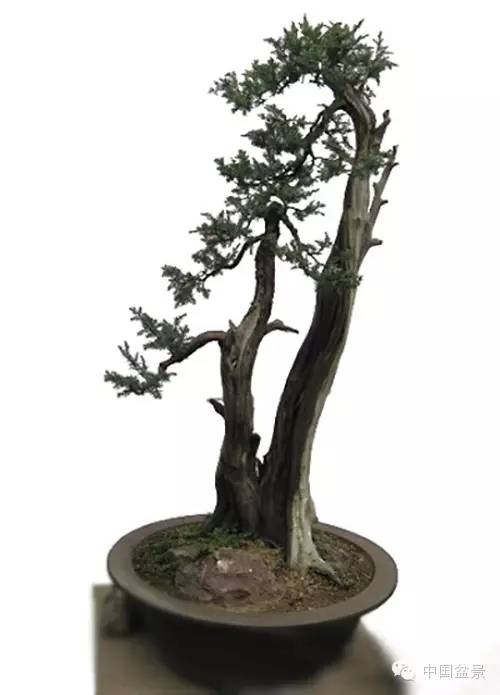 中国盆景艺术大师应国平先生盆景艺术佳作鉴赏