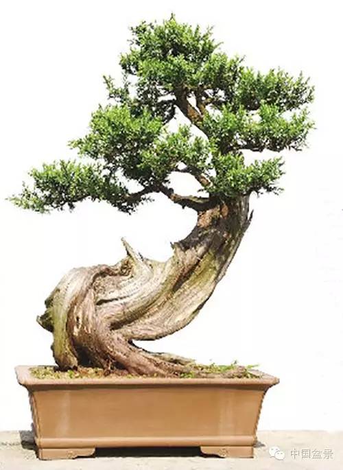 中国盆景艺术大师应国平先生盆景艺术佳作鉴赏