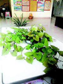 巧用发芽红薯制作家庭盆景