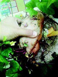 巧用发芽红薯制作家庭盆景