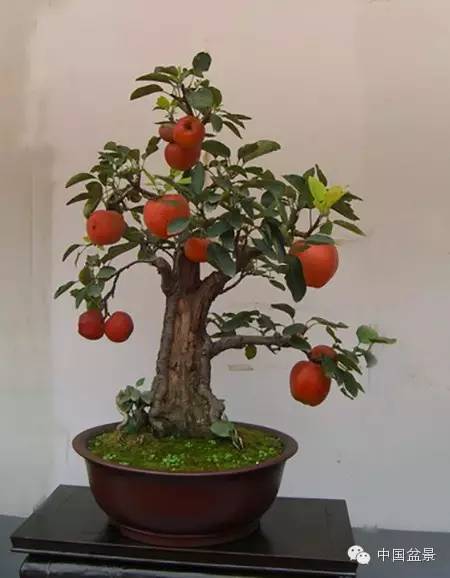 粗犷自然的果树盆景欣赏