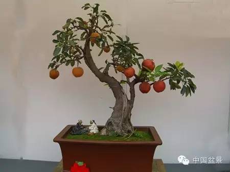 粗犷自然的果树盆景欣赏