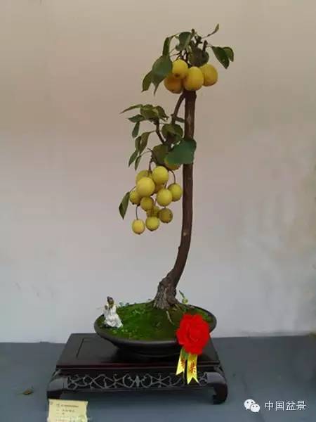 粗犷自然的果树盆景欣赏