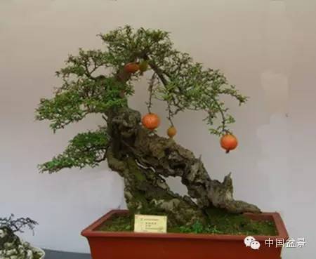 粗犷自然的果树盆景欣赏