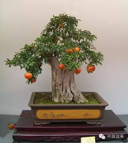 粗犷自然的果树盆景欣赏