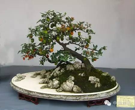 粗犷自然的果树盆景欣赏