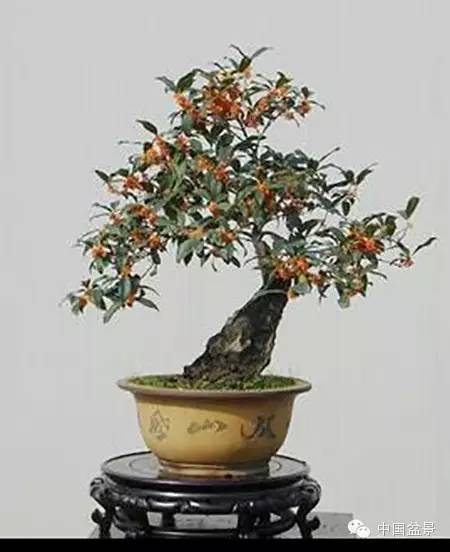 粗犷自然的果树盆景欣赏